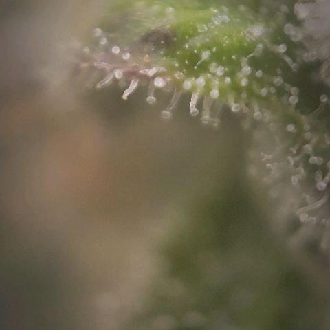 Candyland_BlackPot growlog timeline photo