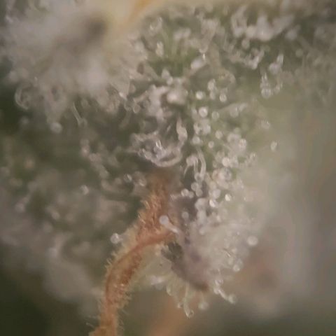 Candyland_BlackPot growlog timeline photo