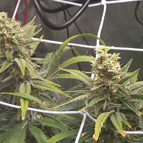 Candyland_BlackPot growlog timeline photo