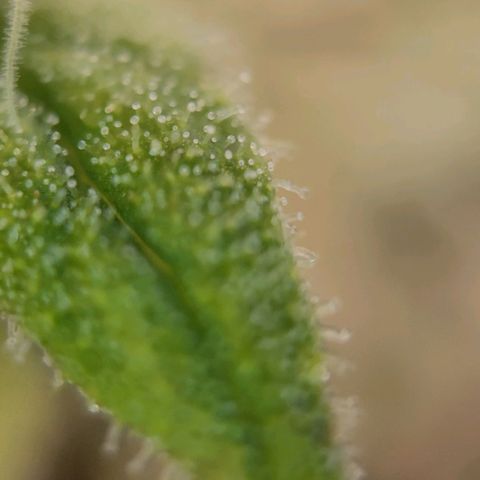 Candyland_GreenPot growlog timeline photo