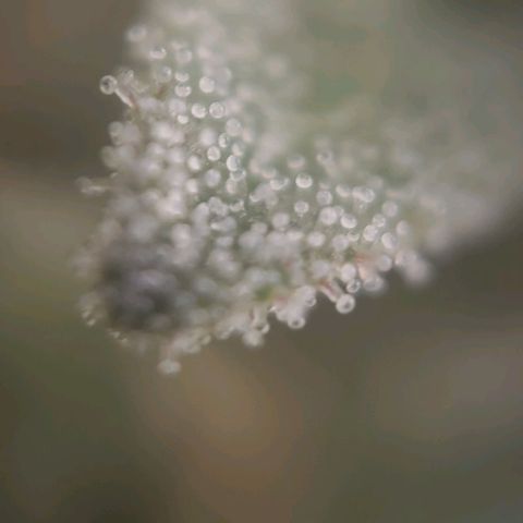 Candyland_GreenPot growlog timeline photo