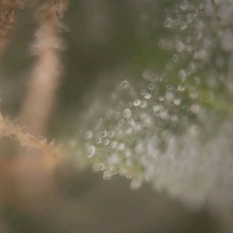 Candyland_GreenPot growlog timeline photo