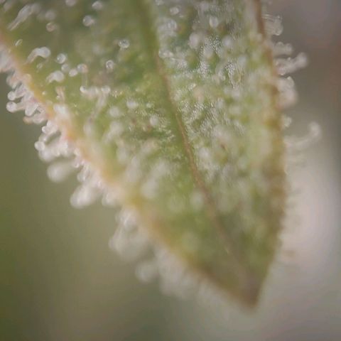 Candyland_BlackPot growlog timeline photo