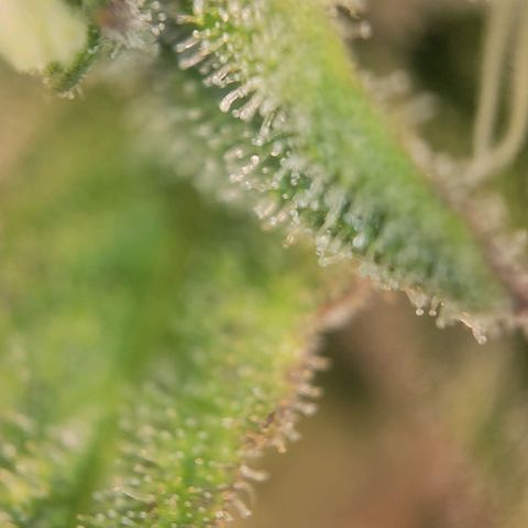 Candyland_GreenPot growlog timeline photo