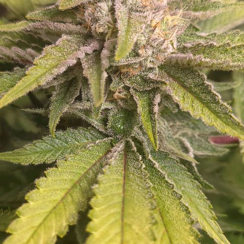 Candyland_BlackPot growlog timeline photo