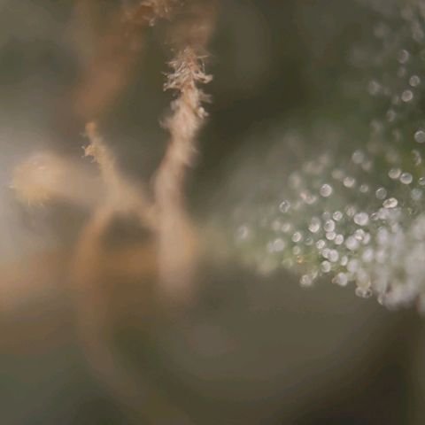 Candyland_GreenPot growlog timeline photo