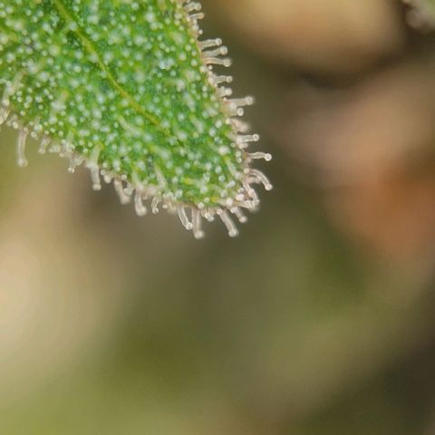 Candyland_GreenPot growlog timeline photo