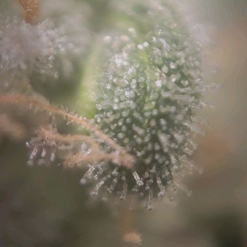 Candyland_GreenPot growlog timeline photo