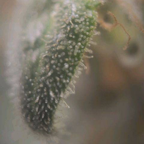 Candyland_GreenPot growlog timeline photo