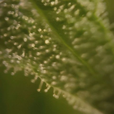 Candyland_BlackPot growlog timeline photo