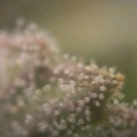Candyland_BlackPot growlog timeline photo