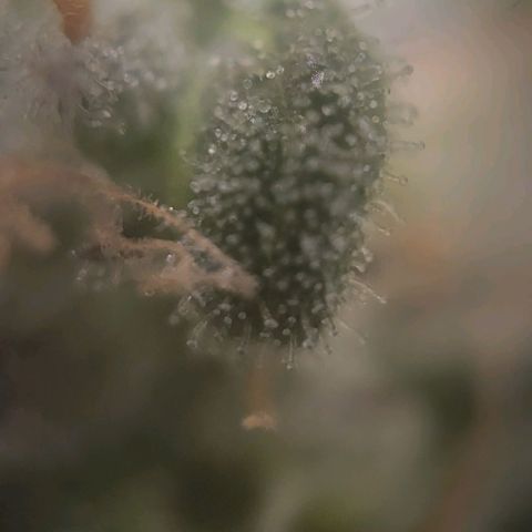 Candyland_GreenPot growlog timeline photo