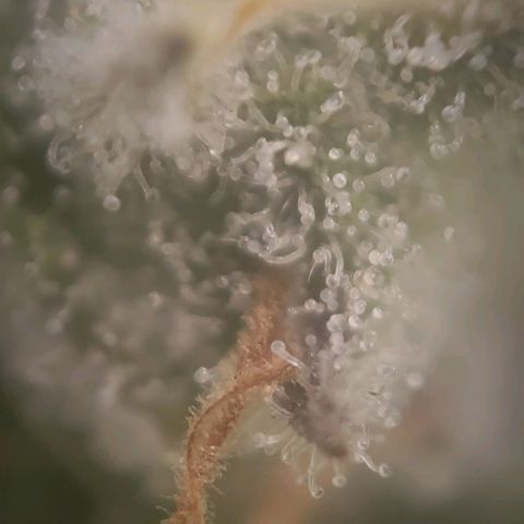 Candyland_BlackPot growlog timeline photo