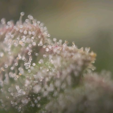 Candyland_BlackPot growlog timeline photo