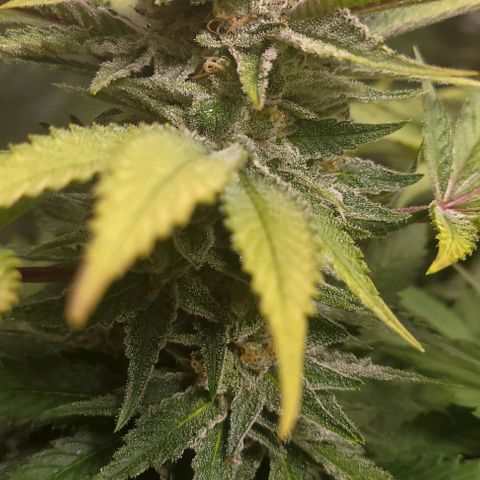 Candyland_BlackPot growlog timeline photo