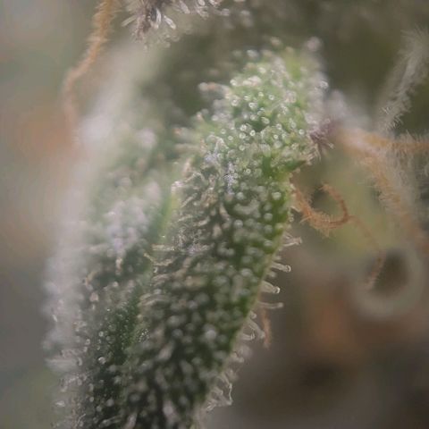 Candyland_GreenPot growlog timeline photo
