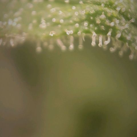 Candyland_BlackPot growlog timeline photo