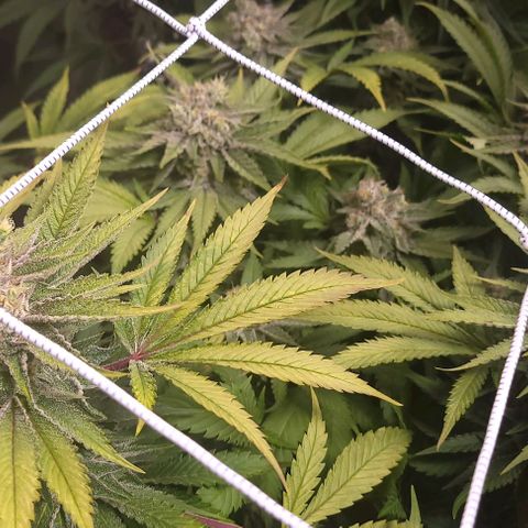 Candyland_GreenPot growlog timeline photo