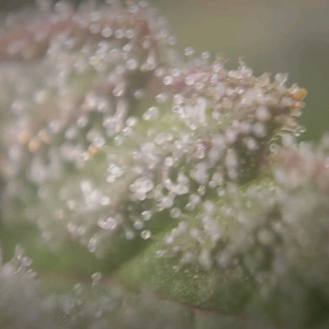 Candyland_BlackPot growlog timeline photo