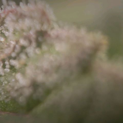 Candyland_BlackPot growlog timeline photo