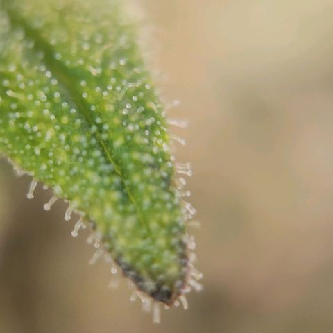 Candyland_GreenPot growlog timeline photo