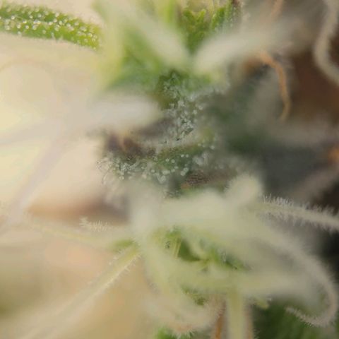 Candyland_GreenPot growlog timeline photo