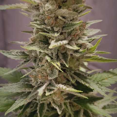 Candyland_BlackPot growlog timeline photo