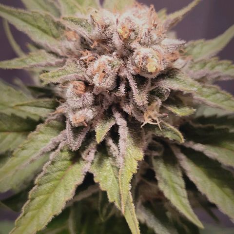 Candyland_BlackPot growlog timeline photo