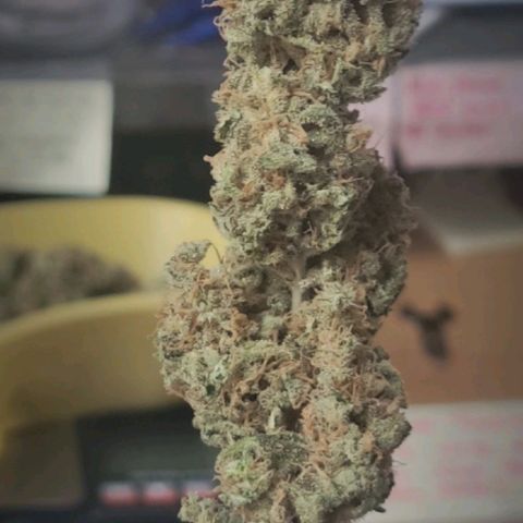 Candyland_GreenPot growlog timeline photo