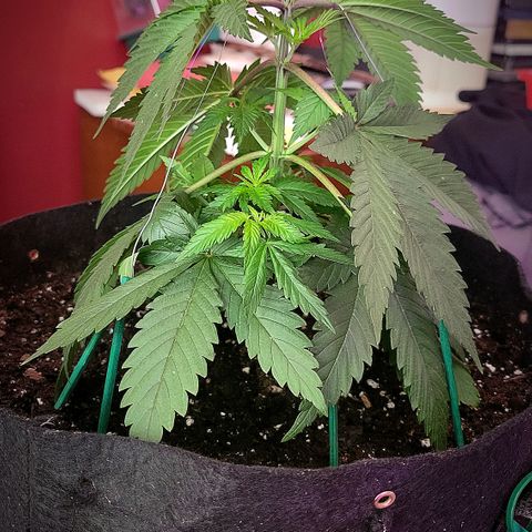 Skywalker_Haze #1 growlog photo: After topping and lst