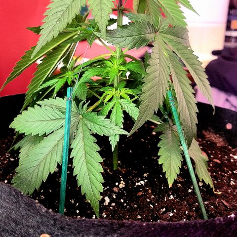 Skywalker_Haze #1 growlog photo: After topping and lst