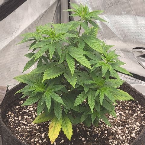 Ghost Train Haze x Pellegrino #1 growlog timeline photo