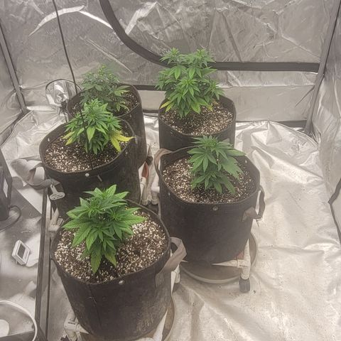 Ghost Train Haze x Pellegrino #1 growlog timeline photo