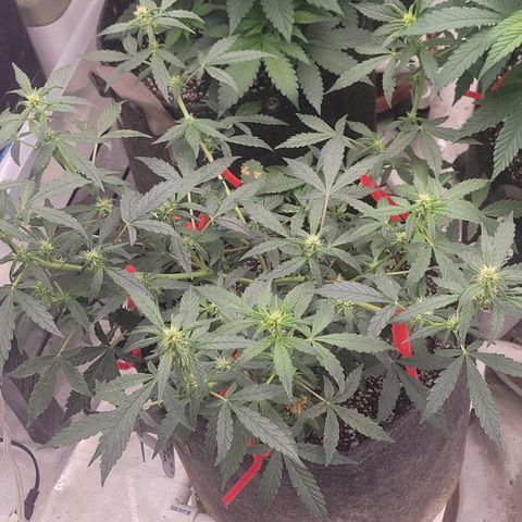 Ghost Train Haze x Pellegrino #1 growlog photo: I did some LST on 4/5 and topped GTH1