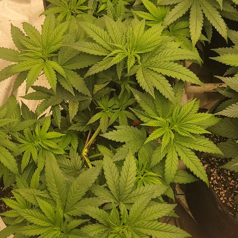 Ghost Train Haze x Pellegrino #1 growlog photo: I did some LST on 4/5 and topped GTH1