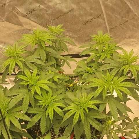 Ghost Train Haze x Pellegrino #1 growlog photo: I did some LST on 4/5 and topped GTH1