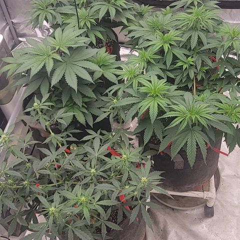 Ghost Train Haze x Pellegrino #1 growlog photo: I did some LST on 4/5 and topped GTH1