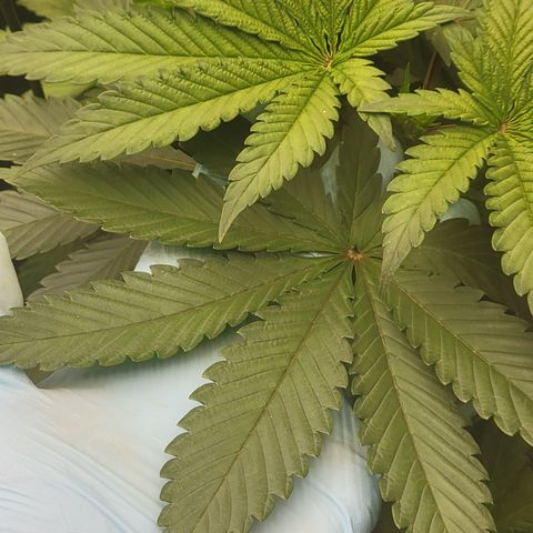 Ghost Train Haze x Pellegrino #1 growlog photo: I did some LST on 4/5 and topped GTH1