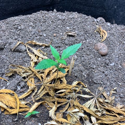 Mokums Tulip growlog timeline photo