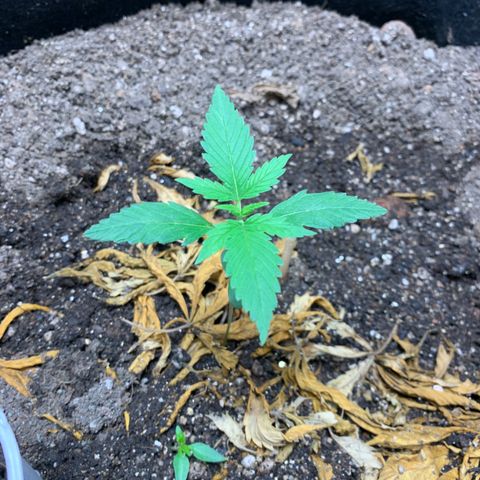Mokums Tulip growlog timeline photo