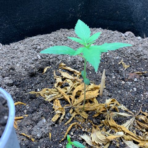 Mokums Tulip growlog timeline photo