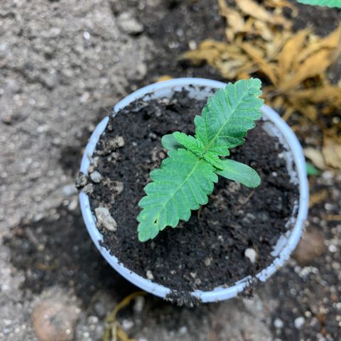 Critical Orange Punch growlog timeline photo