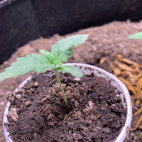 Critical Orange Punch growlog timeline photo