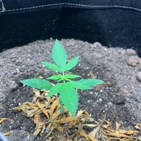 Mokums Tulip growlog timeline photo
