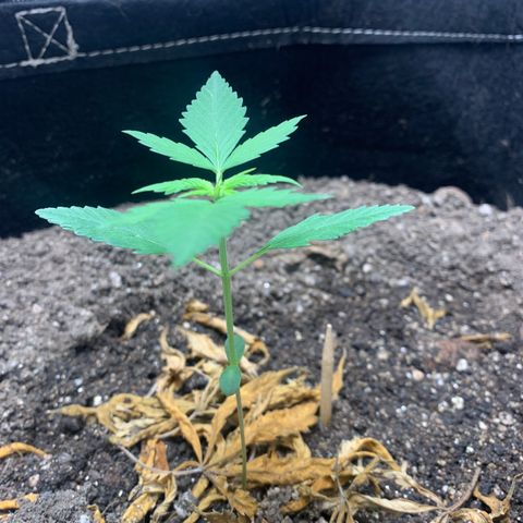 Mokums Tulip growlog timeline photo