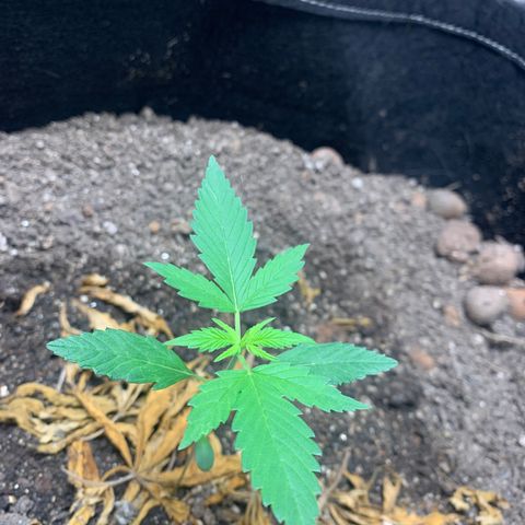 Mokums Tulip growlog timeline photo