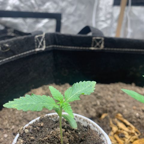 Critical Orange Punch growlog timeline photo