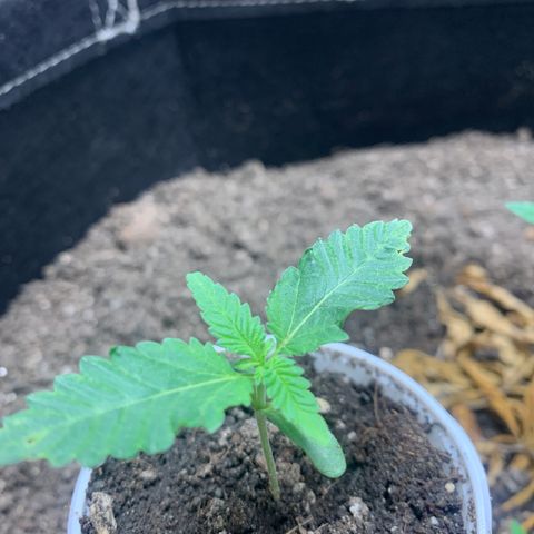 Critical Orange Punch growlog timeline photo
