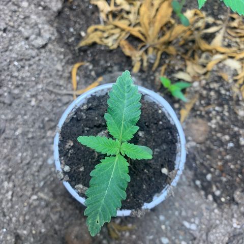 Critical Orange Punch growlog timeline photo
