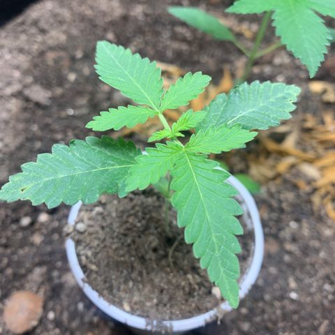 Critical Orange Punch growlog timeline photo